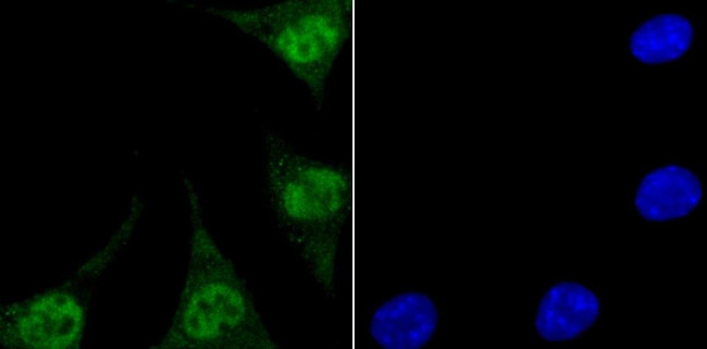 ENDOG Antibody in Immunocytochemistry (ICC/IF)