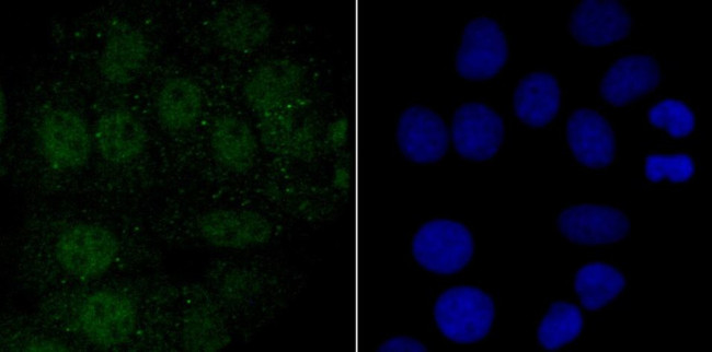 ENDOG Antibody in Immunocytochemistry (ICC/IF)