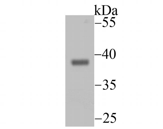 ENDOG Antibody in Western Blot (WB)