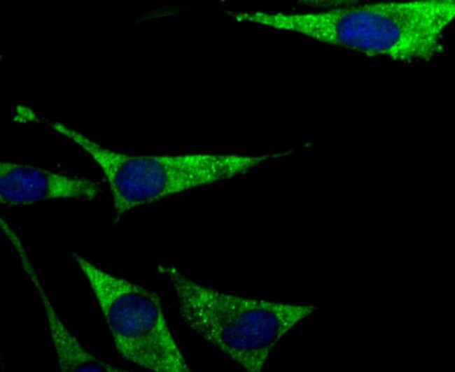 PCK1 Antibody in Immunocytochemistry (ICC/IF)