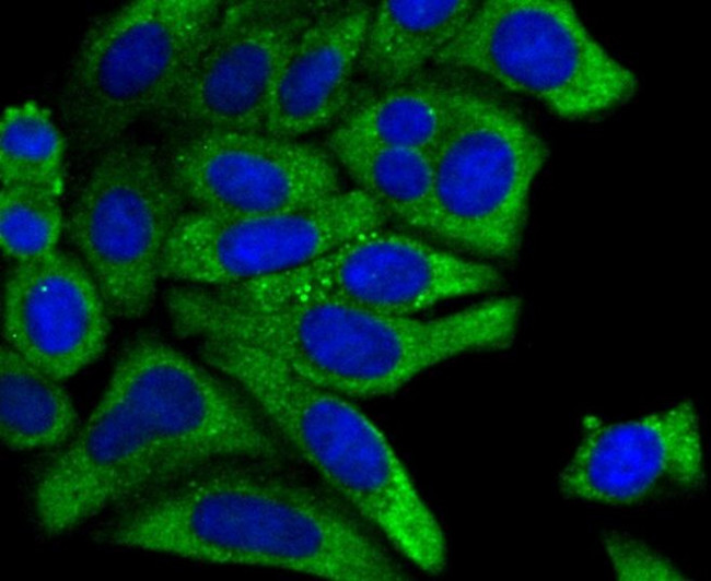 PCK1 Antibody in Immunocytochemistry (ICC/IF)