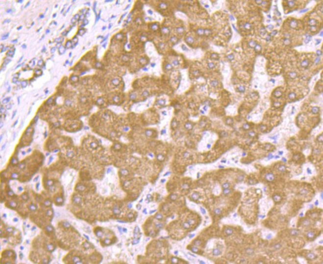 PCK1 Antibody in Immunohistochemistry (Paraffin) (IHC (P))