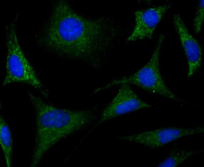 CRMP1 Antibody in Immunocytochemistry (ICC/IF)