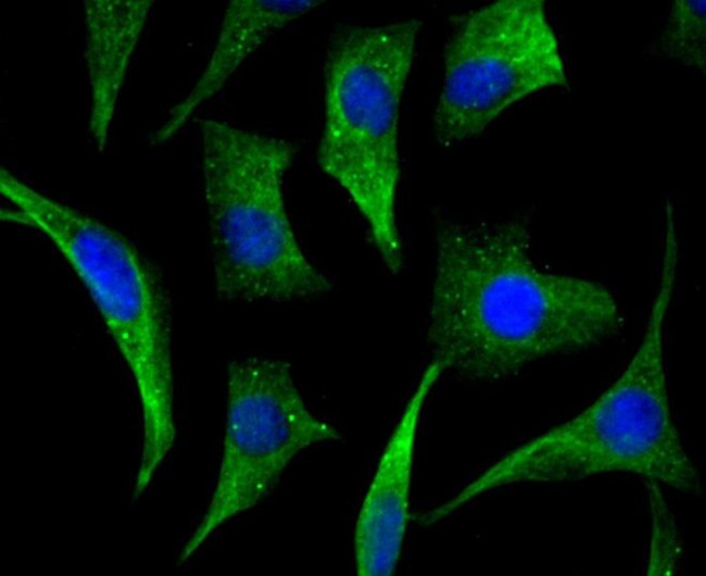 CAS Antibody in Immunocytochemistry (ICC/IF)