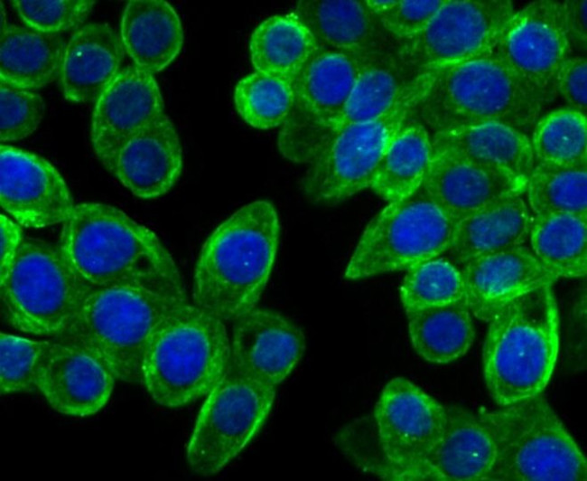 CAS Antibody in Immunocytochemistry (ICC/IF)