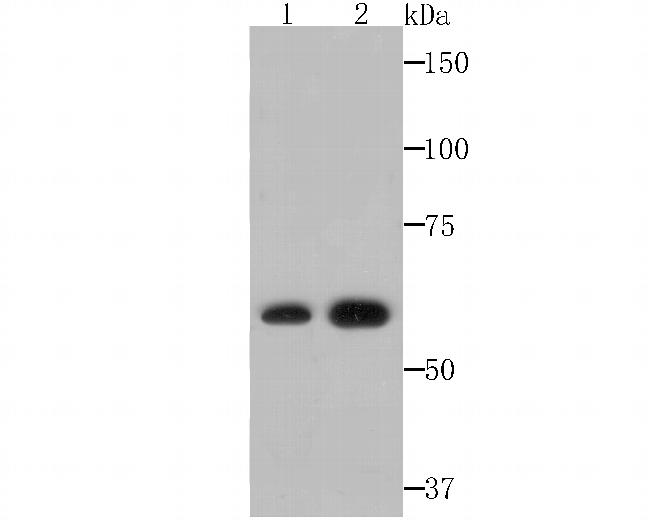 NR1D1 Antibody in Western Blot (WB)