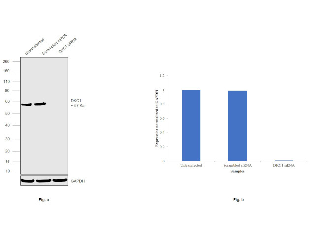 DKC1 Antibody