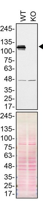 MATR3 Antibody