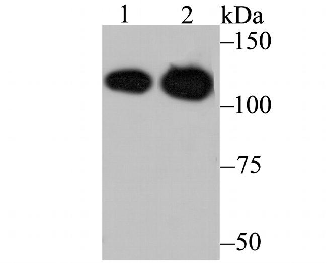 MATR3 Antibody in Western Blot (WB)