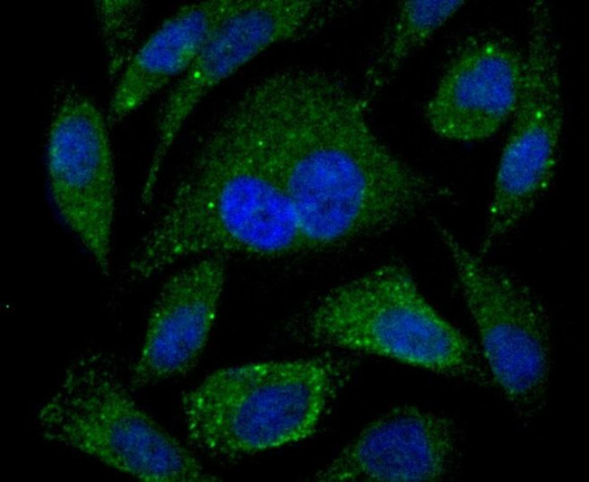 PSME1 Antibody in Immunocytochemistry (ICC/IF)