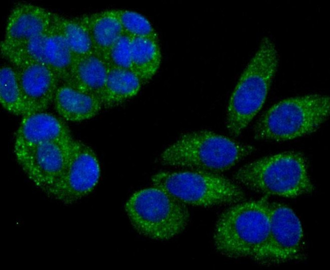 PSME1 Antibody in Immunocytochemistry (ICC/IF)