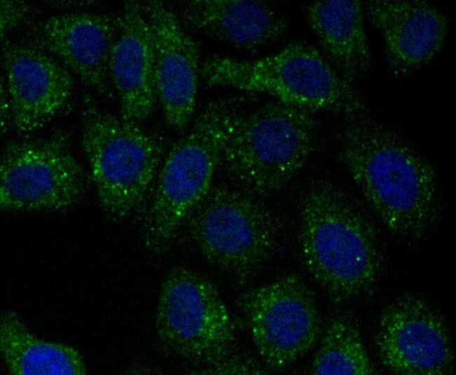 PSME1 Antibody in Immunocytochemistry (ICC/IF)