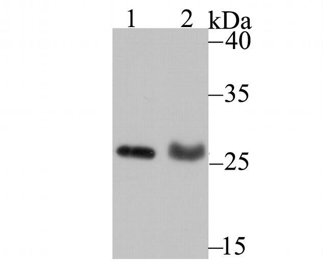 PSME1 Antibody in Western Blot (WB)