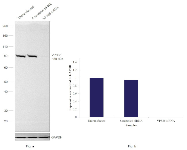 VPS35 Antibody