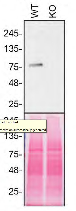 VPS35 Antibody in Western Blot (WB)