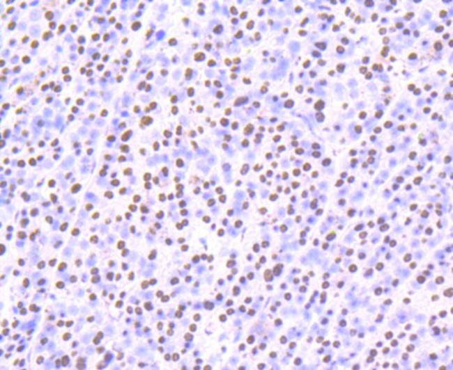 SFPQ Antibody in Immunohistochemistry (Paraffin) (IHC (P))