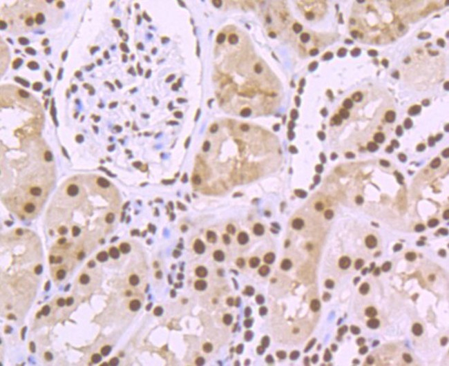 SFPQ Antibody in Immunohistochemistry (Paraffin) (IHC (P))