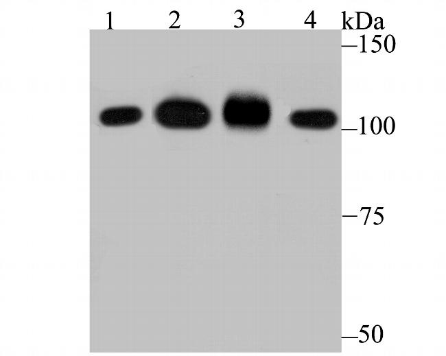 SFPQ Antibody in Western Blot (WB)