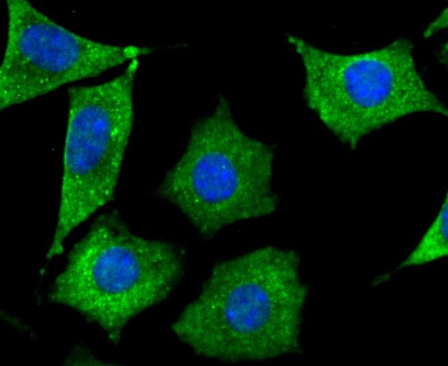 SEPT2 Antibody in Immunocytochemistry (ICC/IF)