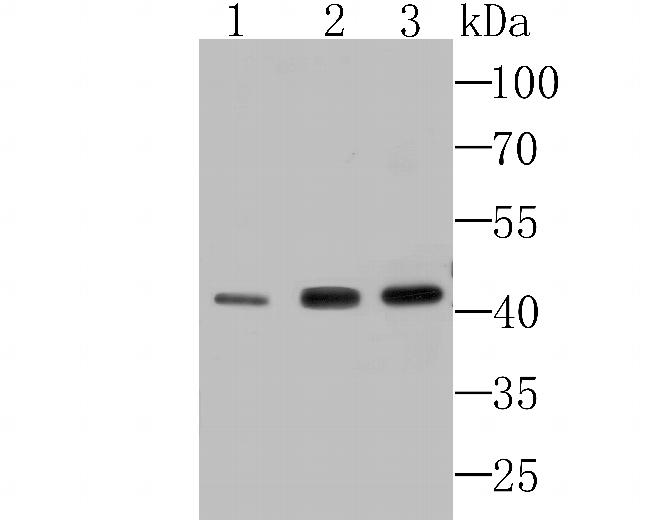 SEPT2 Antibody in Western Blot (WB)