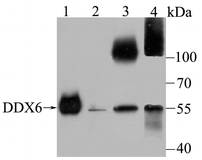 DDX6 Antibody in Western Blot (WB)