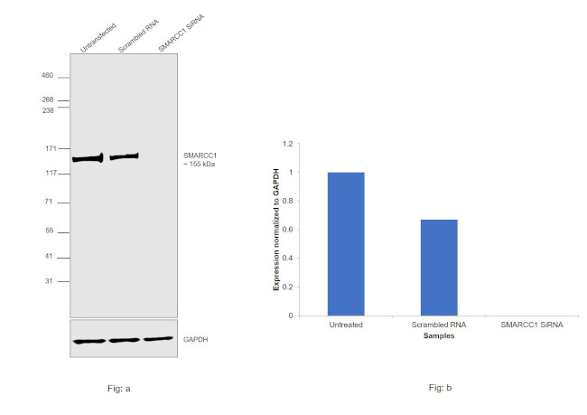 SMARCC1 Antibody