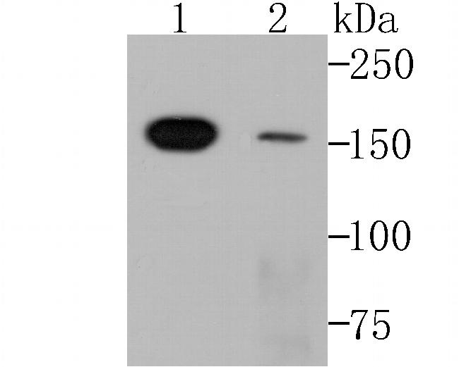 SMARCC1 Antibody in Western Blot (WB)