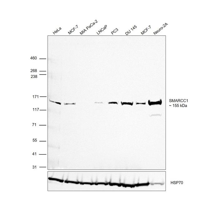 SMARCC1 Antibody in Western Blot (WB)