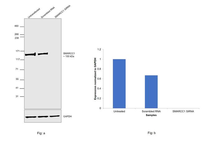 SMARCC1 Antibody in Western Blot (WB)