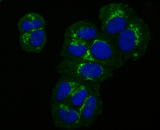 GRASP65 Antibody in Immunocytochemistry (ICC/IF)