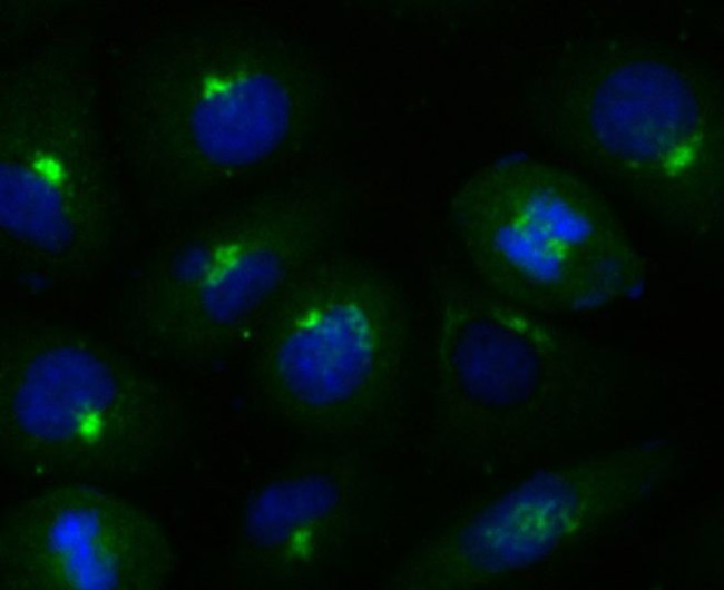 GRASP65 Antibody in Immunocytochemistry (ICC/IF)