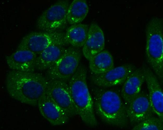 GRASP65 Antibody in Immunocytochemistry (ICC/IF)