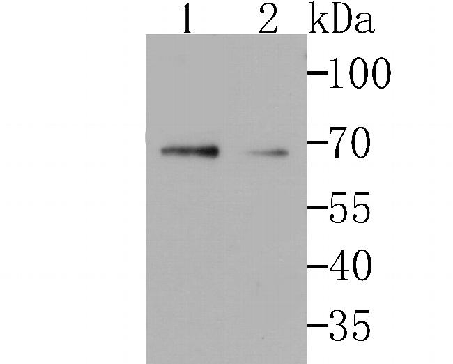 GRASP65 Antibody in Western Blot (WB)