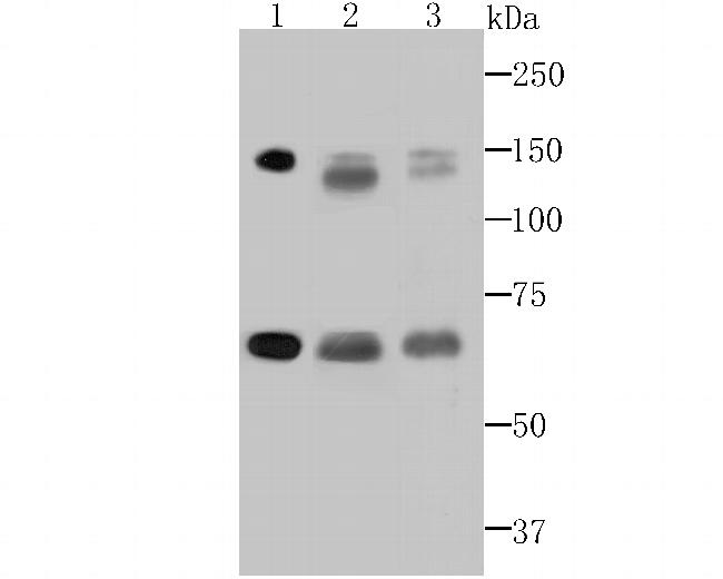 DNA Ligase I Antibody in Western Blot (WB)