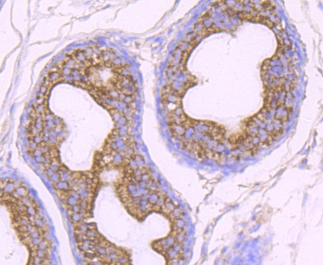 OGT Antibody in Immunohistochemistry (Paraffin) (IHC (P))