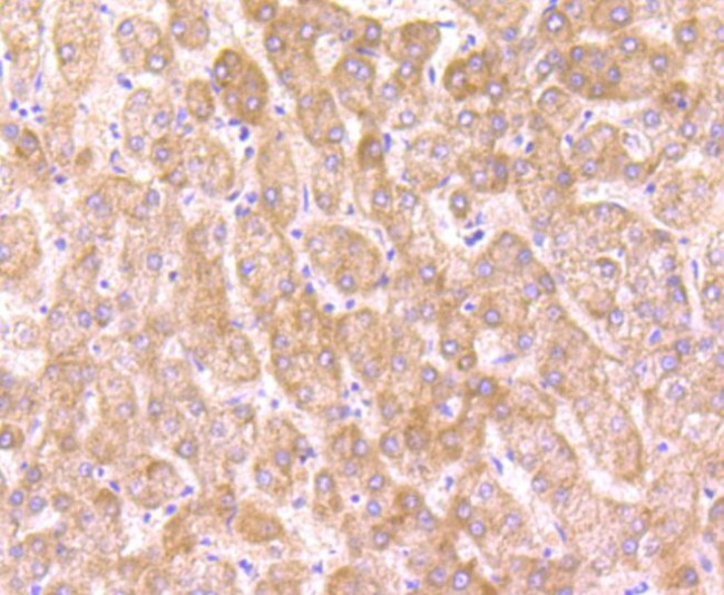 OGT Antibody in Immunohistochemistry (Paraffin) (IHC (P))