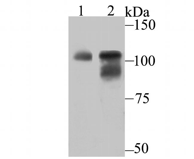 OGT Antibody in Western Blot (WB)