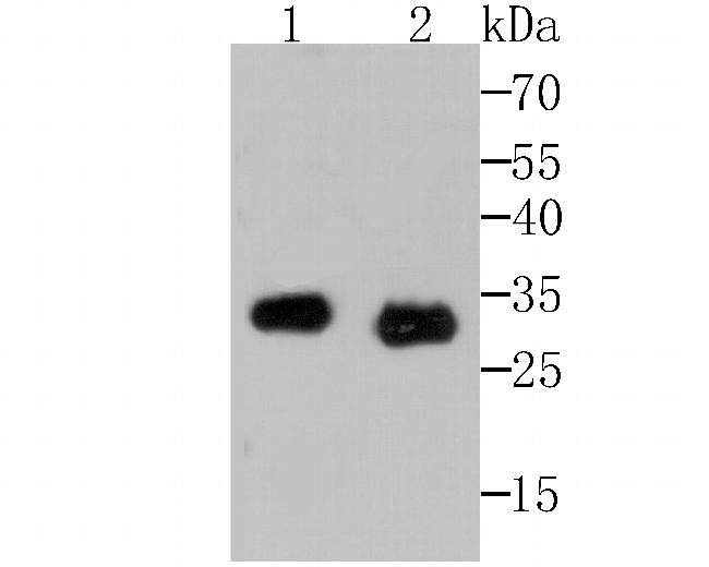 Mast Cell Chymase Antibody in Western Blot (WB)