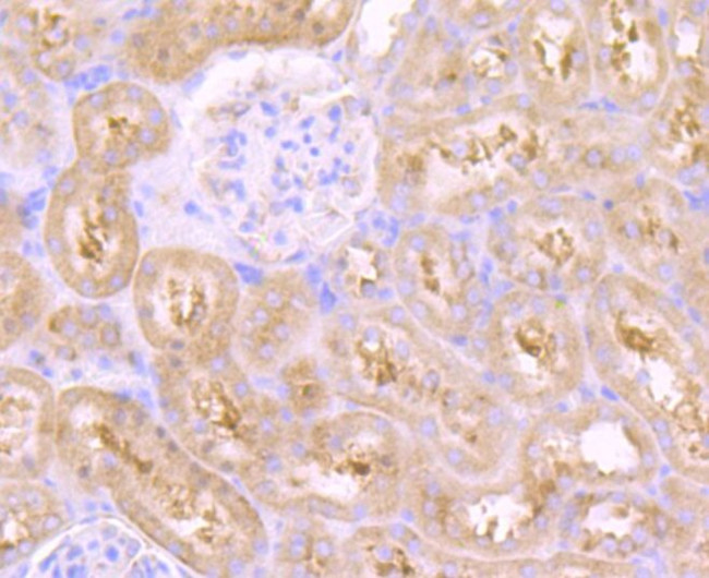 VPS26A Antibody in Immunohistochemistry (Paraffin) (IHC (P))