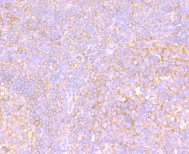 VPS26A Antibody in Immunohistochemistry (Paraffin) (IHC (P))