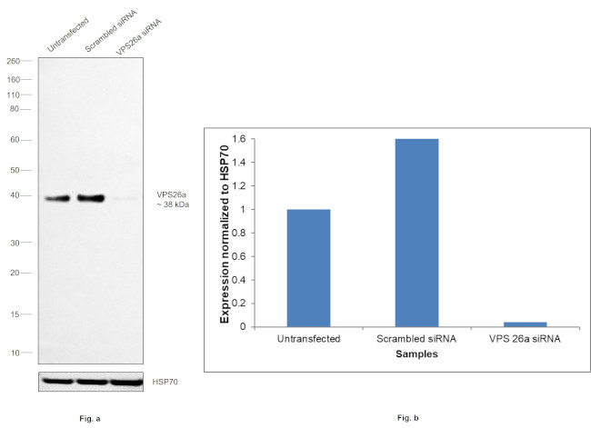 VPS26A Antibody