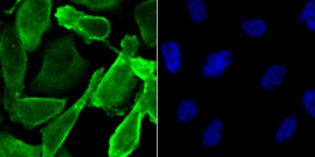 JAB1 Antibody in Immunocytochemistry (ICC/IF)