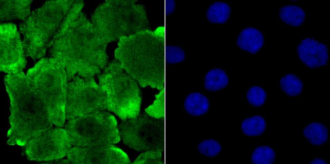 JAB1 Antibody in Immunocytochemistry (ICC/IF)