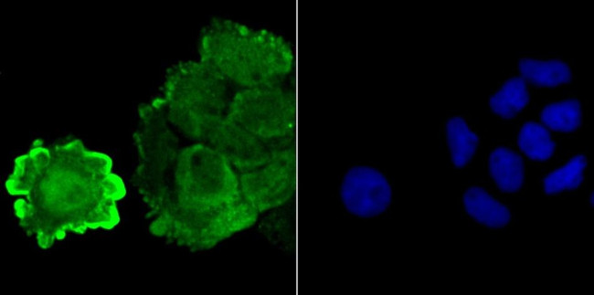 JAB1 Antibody in Immunocytochemistry (ICC/IF)