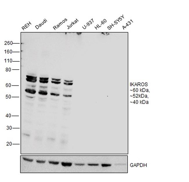 IKAROS Antibody in Western Blot (WB)