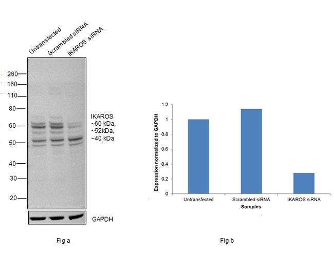 IKAROS Antibody in Western Blot (WB)