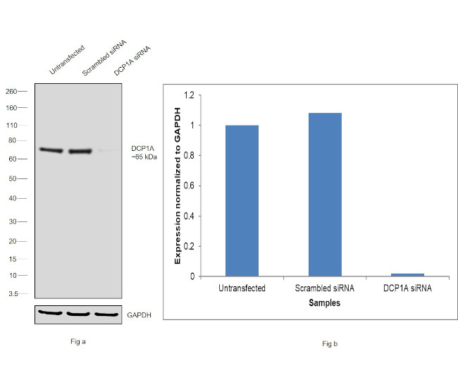 DCP1A Antibody