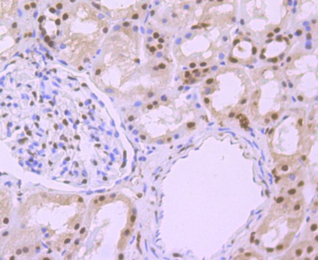 Phospho-alpha Synuclein (Ser129) Antibody in Immunohistochemistry (Paraffin) (IHC (P))