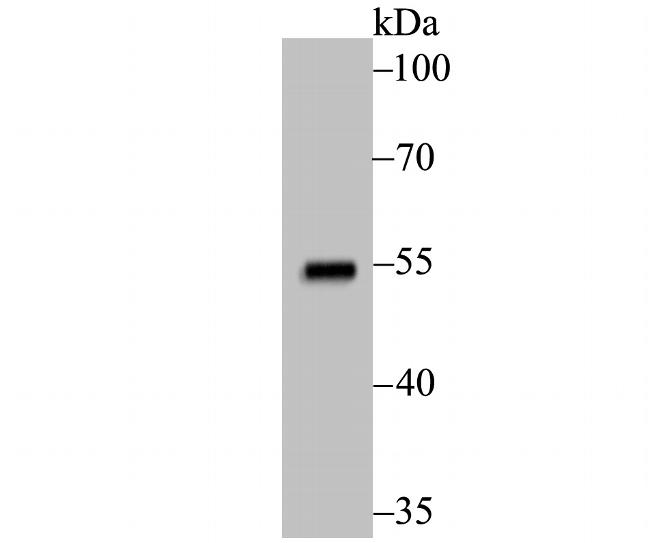 p53 Antibody in Western Blot (WB)