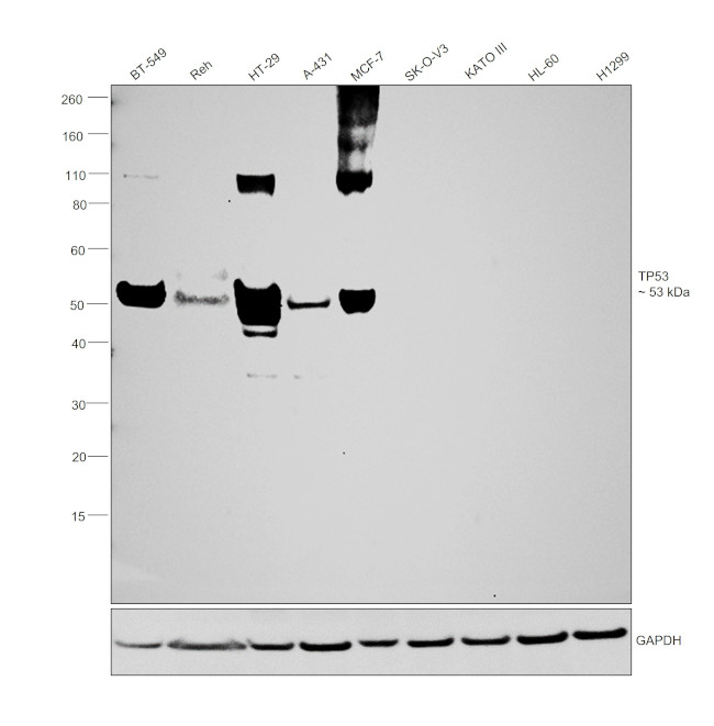 p53 Antibody in Western Blot (WB)